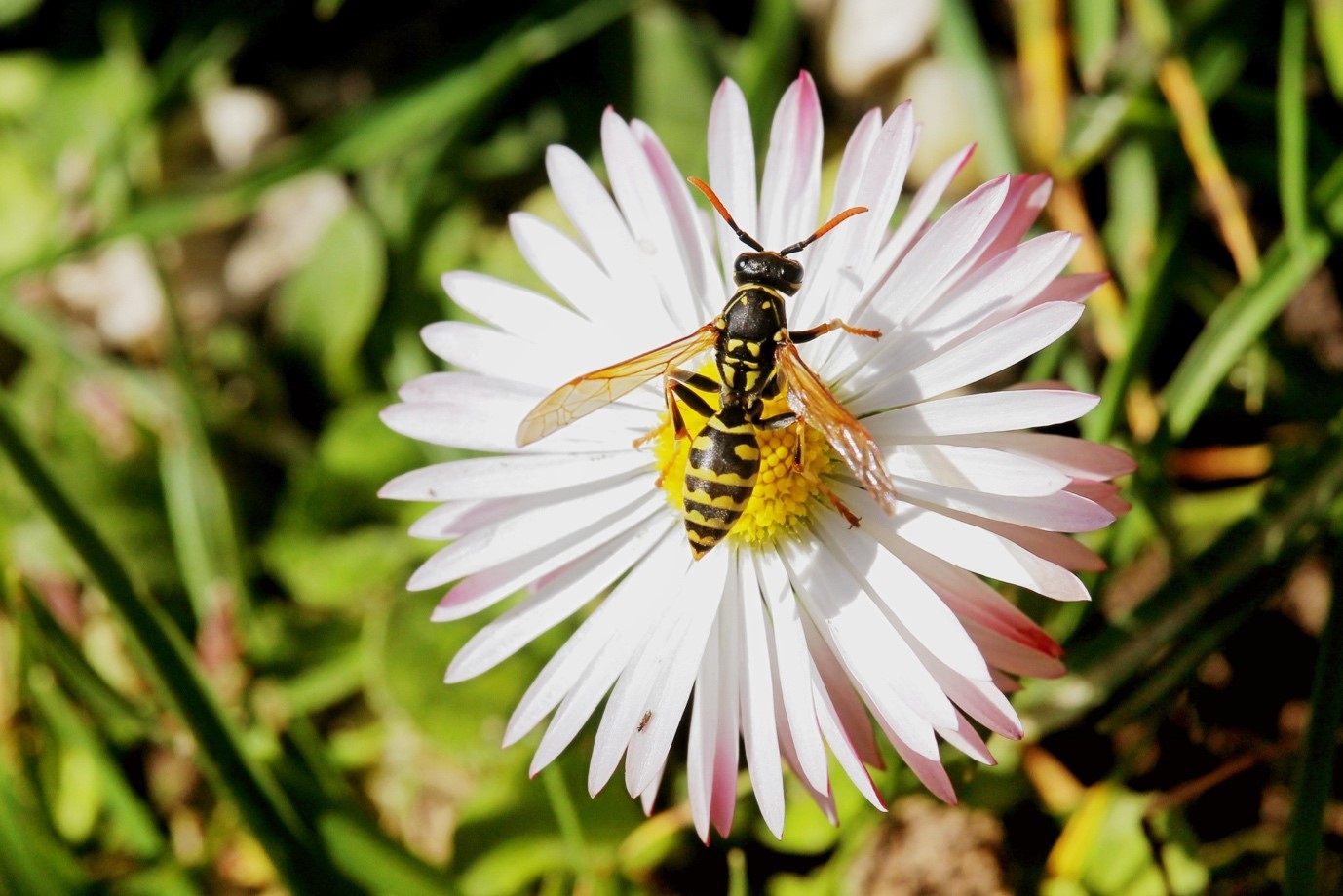 Wasp Exterminator Services in Etobicoke